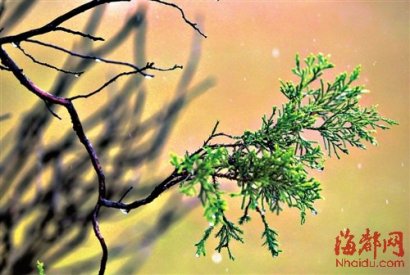 谷雨传统习俗有哪些？谷雨习俗吃什么？关于谷