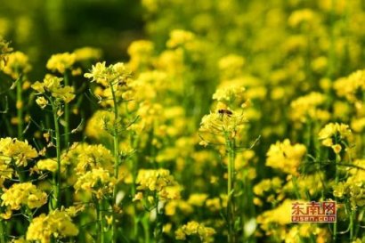 描写三月的优美句子关于三月的诗句 2019描写三
