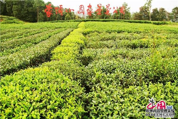 四川蒙顶山世界茶之源 品味雾本茶感悟人生路