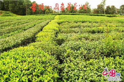 四川蒙顶山世界茶之源 品味雾本茶感悟人生路