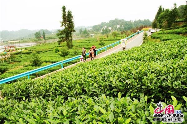 四川蒙顶山世界茶之源 品味雾本茶感悟人生路