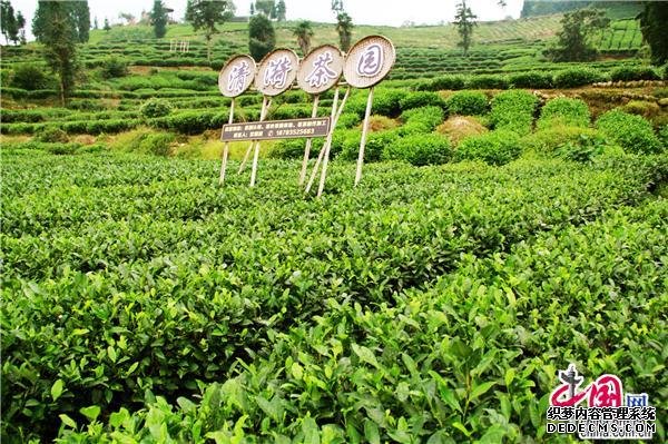 四川蒙顶山世界茶之源 品味雾本茶感悟人生路