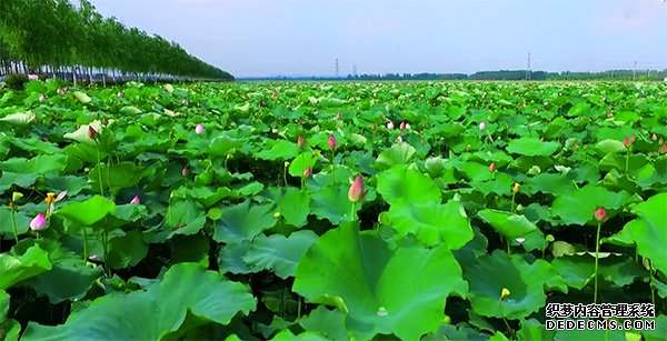 迎接六月的唯美句子说说 临沂网友今天要比昨天