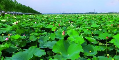 迎接六月的唯美句子说说 临沂网友今天要比昨天