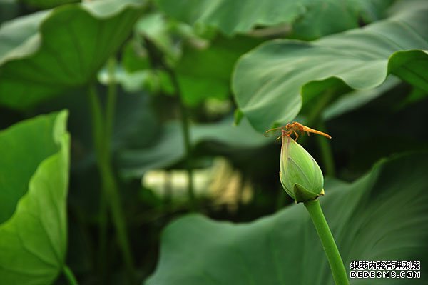 描写荷花的唯美句子大全 天生丽质是它的本色