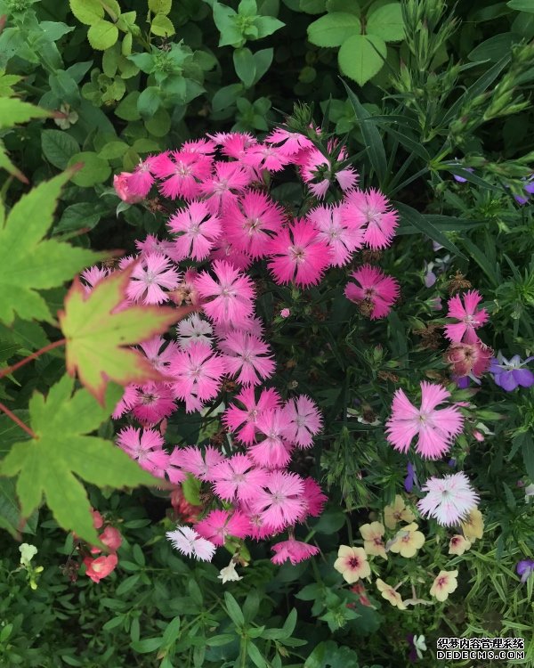 “花园实验室”里的人生哲学：还花草于自由，