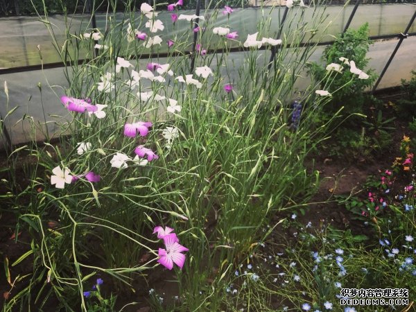 “花园实验室”里的人生哲学：还花草于自由，