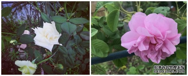 “花园实验室”里的人生哲学：还花草于自由，