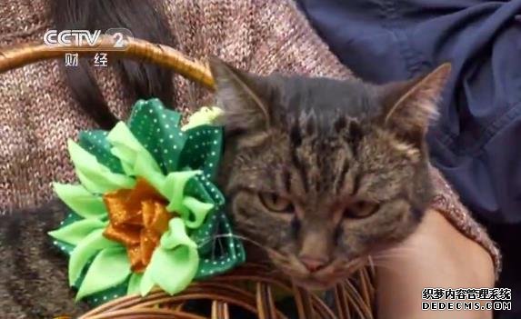 俄罗斯庆祝国际猫咪日 今天你撸猫了吗？