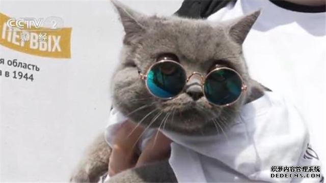 俄罗斯庆祝国际猫咪日 今天你撸猫了吗？
