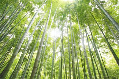 君子务本，本立而道生（习近平引用的名言）