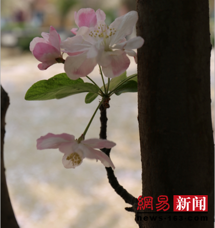 一花一世界、一树一人生！在踏青赏花中感悟人生
