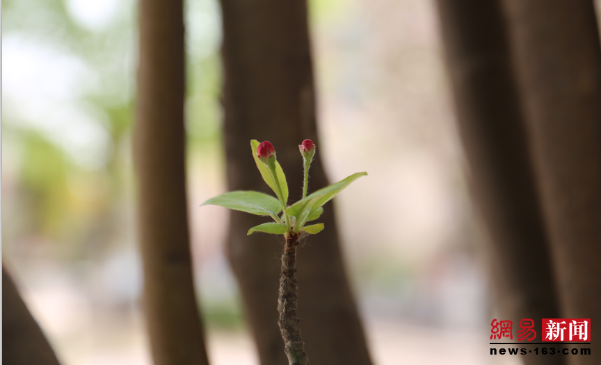 一花一世界、一树一人生！在踏青赏花中感悟人生