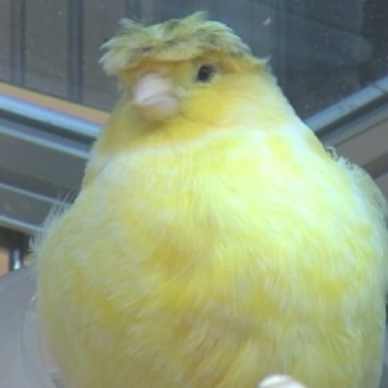 9ccb62e7-7ee6-4f97-a367-c37fe572c19e-large1x1_TrumpBirdCNN.png