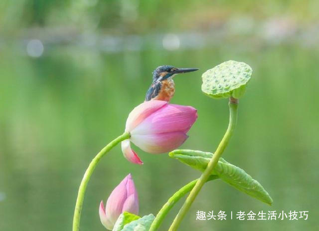 老金生活小技巧|让人感悟至深的人生哲理句子,值得收藏一生!