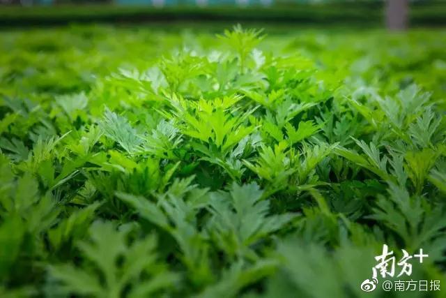 毛主席语录毛泽东语录