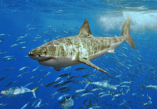 英渔民捕获2.4米长356斤重巨鲨 拍照留念后放生