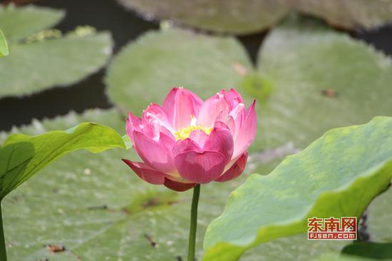 茶亭公园，映日荷花别样红（东南网记者林峰峰 摄）