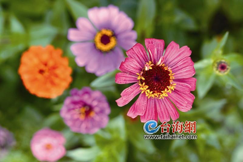 海峡导报记者 陈巧思 图2