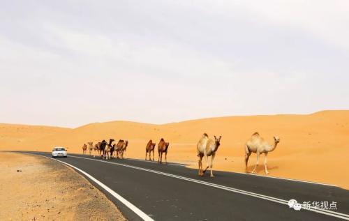 2016年5月6日拍摄的阿联酋利瓦沙漠公路上的驼队。中东地区连接着东西方文明，有着悠久的历史文化和美丽的自然风光，是古丝绸之路的重要组成部分。新华社记者李震摄