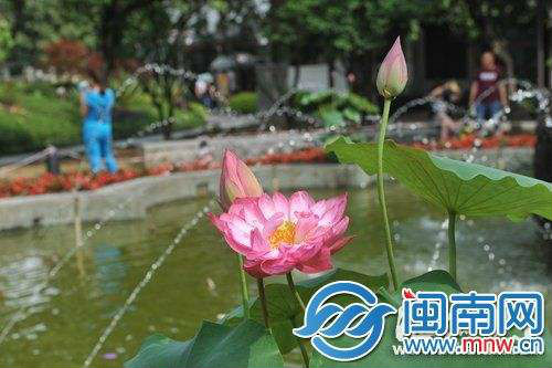 夏至图片关于夏至的诗句谚语大全 古代描写夏至