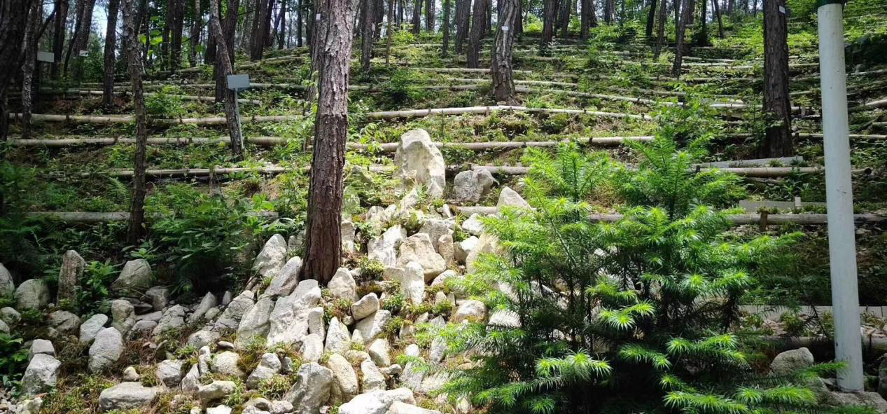 石斛西洋参泡水喝