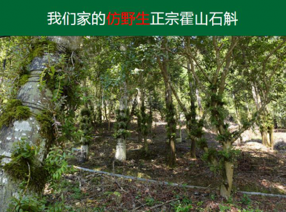 霍山石斛公司排名