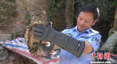 褐渔�雨中觅食被捕捉 好心村民将其买下送交森