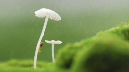 张爱玲爱情经典名言精选